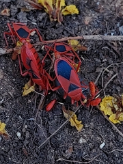 Probergrothius sanguinolens