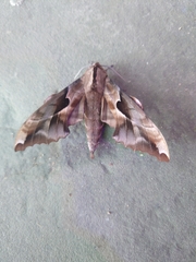Phyllosphingia dissimilis