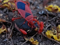 Probergrothius sanguinolens