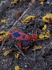 Probergrothius sanguinolens