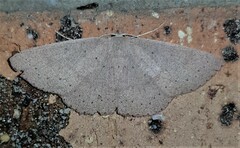 Cyclophora obstataria