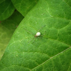 Enoplognatha ovata