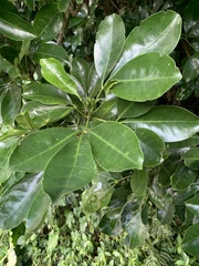 Melicope triphylla