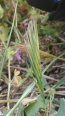 Festuca fasciculata