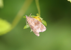 Olethreutes astrologana