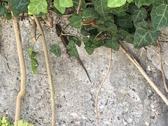 Phoenicolacerta laevis