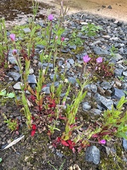 Epilobium ciliatum watsonii