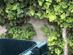 Phoenicolacerta laevis