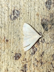 Macrochilo litophora