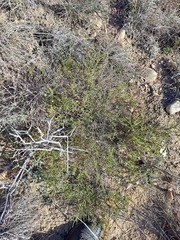 Jamesbrittenia argentea