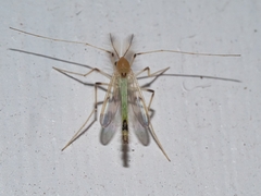 Stenochironomus hilaris