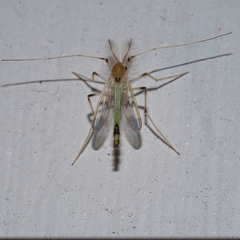 Stenochironomus hilaris