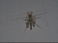 Stenochironomus hilaris