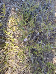 Jamesbrittenia argentea