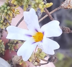 Jamesbrittenia argentea