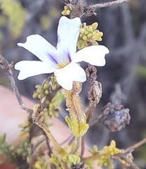 Jamesbrittenia argentea