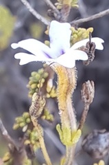 Jamesbrittenia argentea