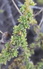 Jamesbrittenia argentea