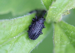 Microrhopala excavata