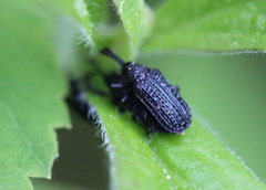 Microrhopala excavata