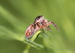 Evarcha hoyi