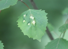 Phyllocoptes didelphis