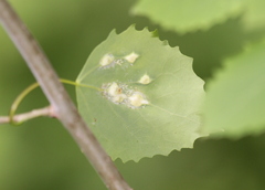 Phyllocoptes didelphis
