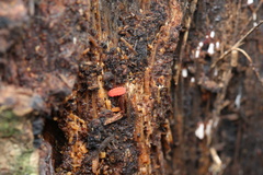 Bilobella