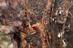Bilobella