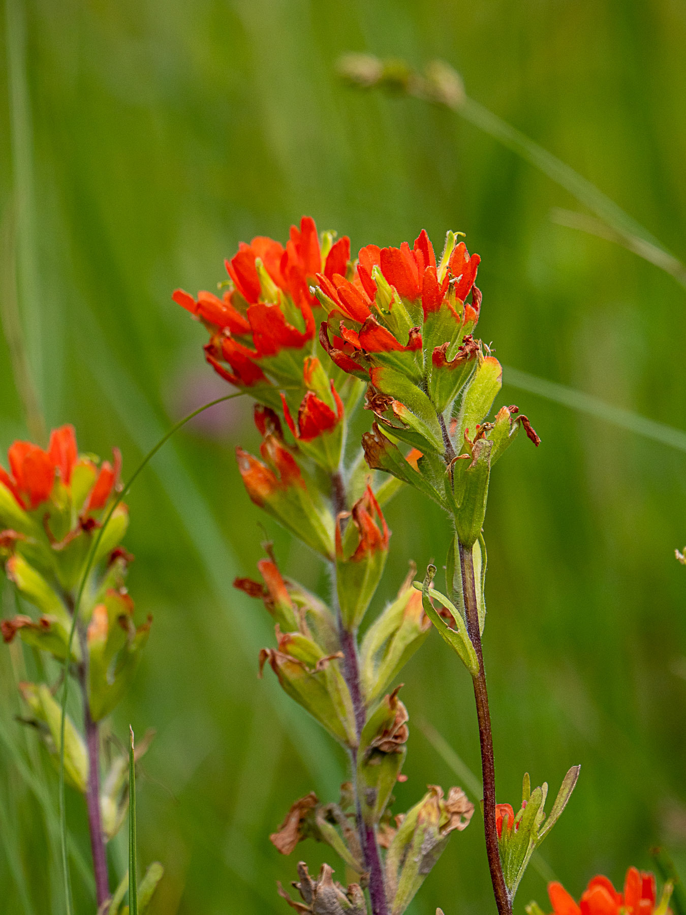 Castilleja coccinea
