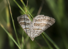Scotopteryx coarctaria