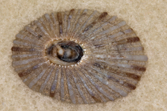 Cellana sandwicensis