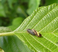 Oncopsis flavidorsum
