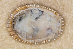Cellana sandwicensis
