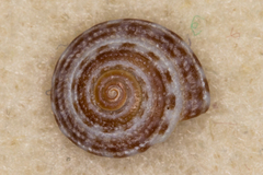 Image of Heliacus areola