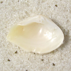 Kalolophus speciosus