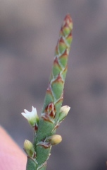 Thesium flexuosum