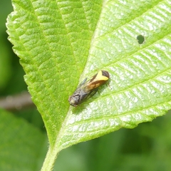 Oncopsis flavidorsum