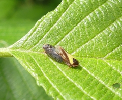 Oncopsis flavidorsum