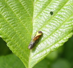 Oncopsis flavidorsum