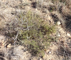 Jamesbrittenia argentea