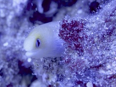 Gymnothorax melatremus