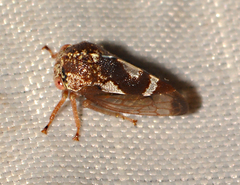 Cyrtolobus vau