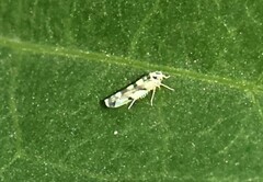 Eupteryx atropunctata