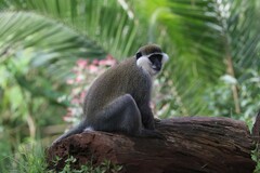 Chlorocebus aethiops