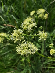 Thalictrum lucidum