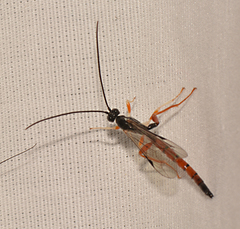 Dolichomitus irritator