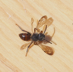 Nomada facilis