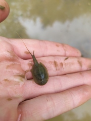 Triops cancriformis
