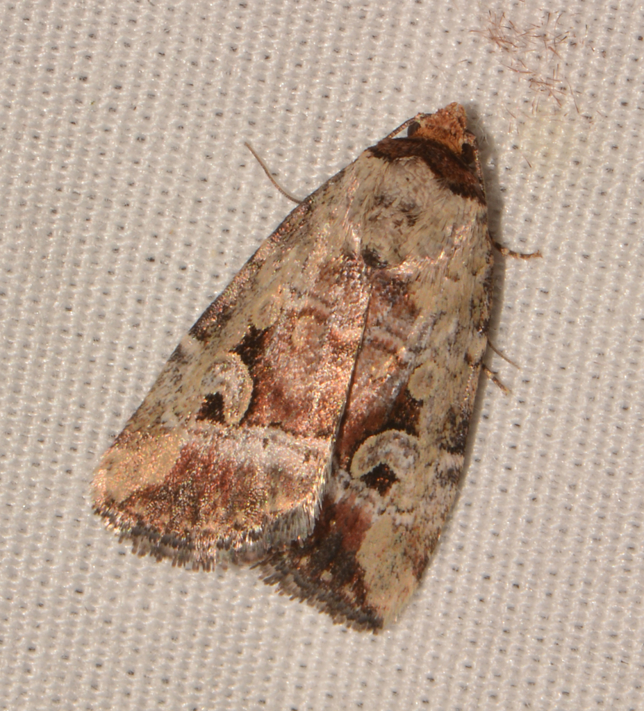 Pale-winged Midget